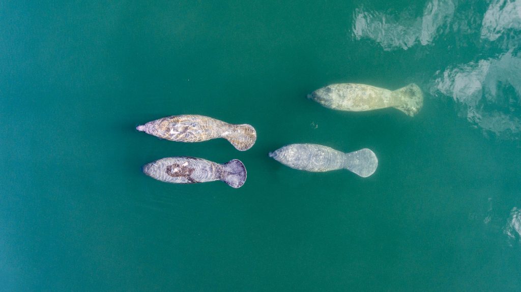 Manatees swimming in the ocean