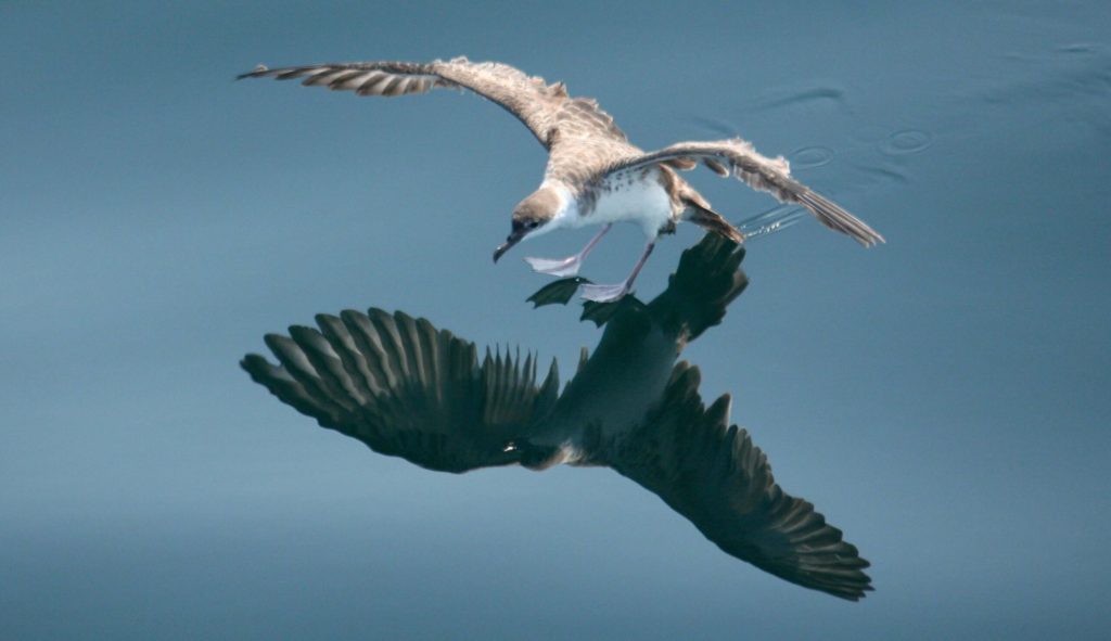 A Great Shearwater coming in for a landing on the ocean in the area of Jeffreys Ledge during a whale watch.