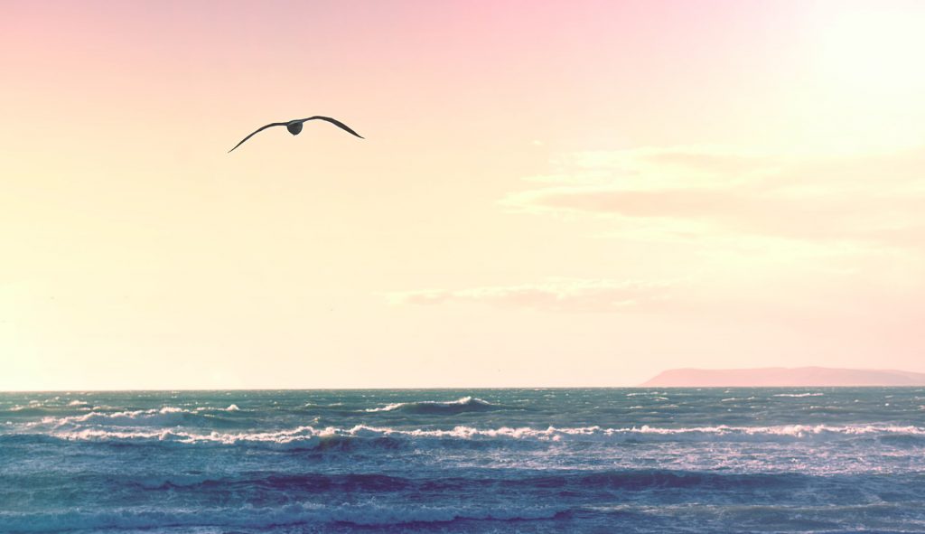 bird flying over body of water