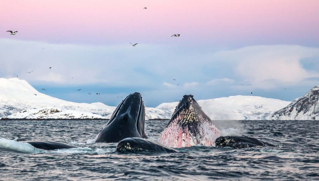 Humpback whales feeding on herrings around the Norwegians fjords