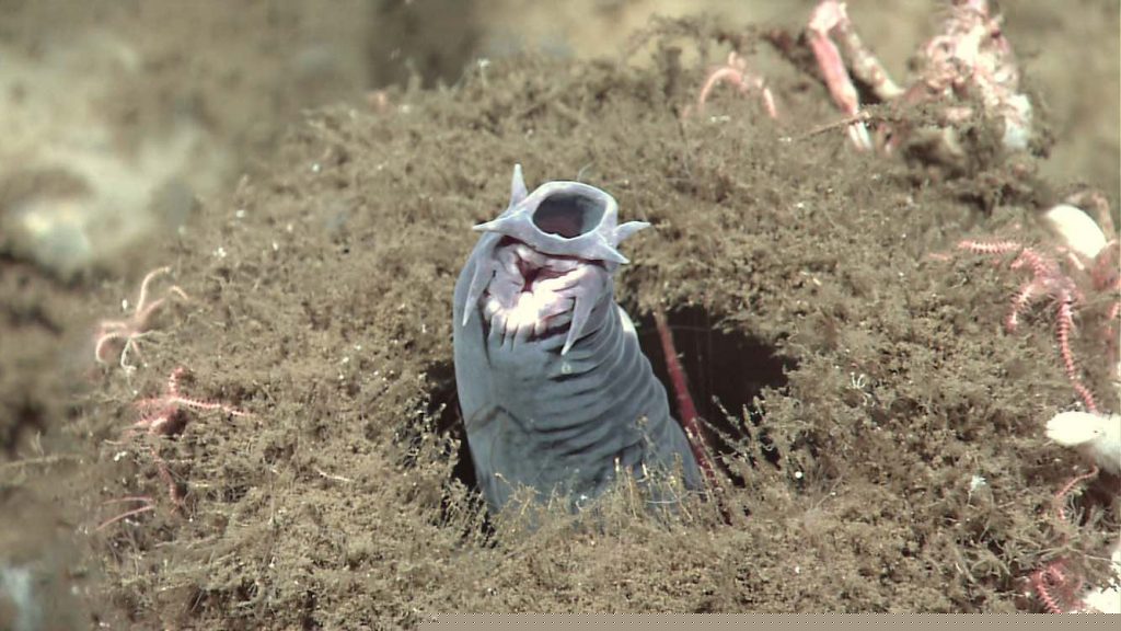 hagfish