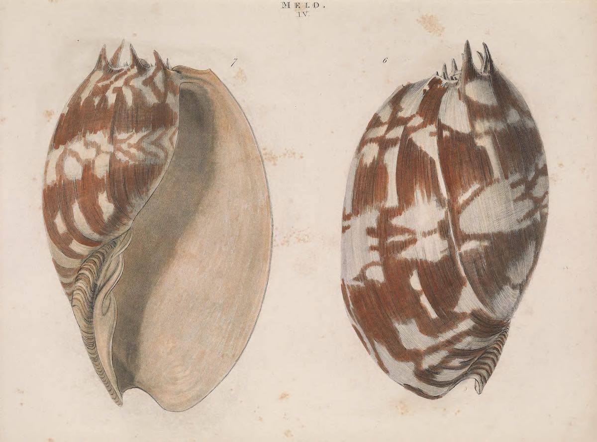 shell_biodiversity_10