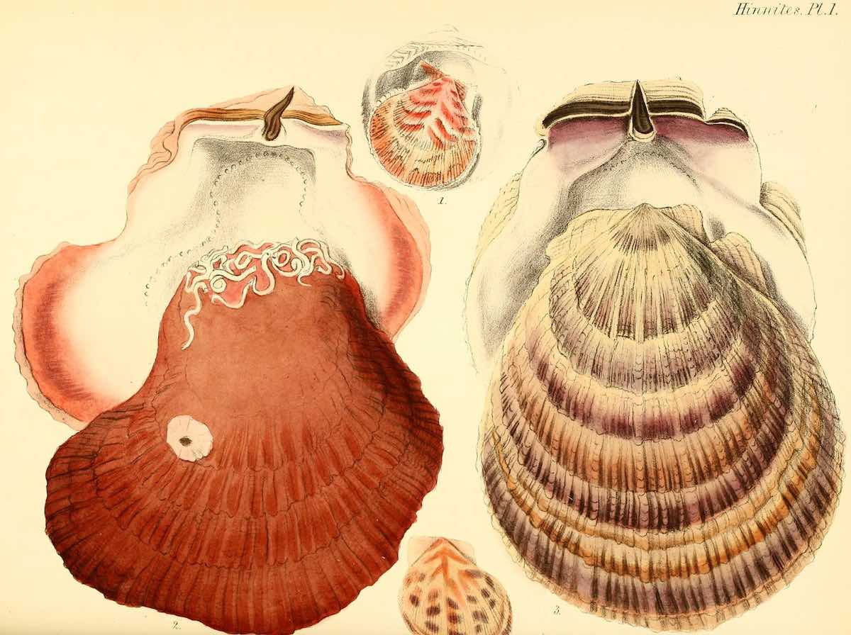 shell_biodiversity_11