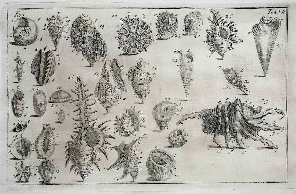 shell_biodiversity_12