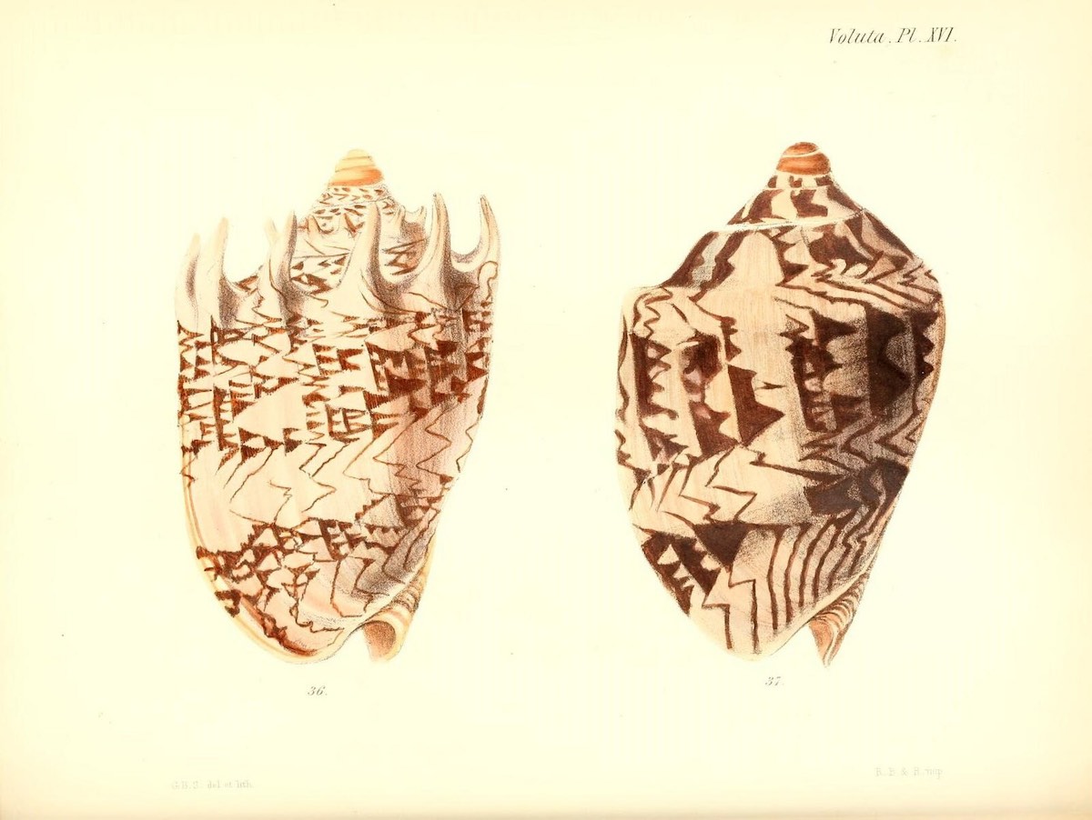 shell_biodiversity_2