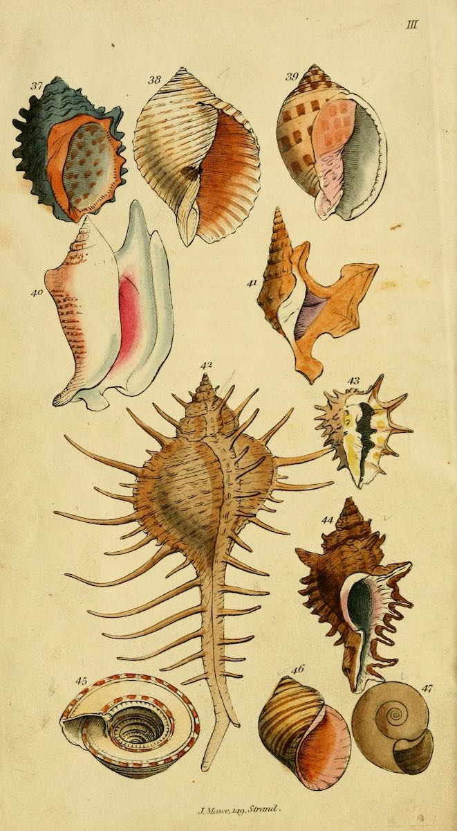 shell_biodiversity_3