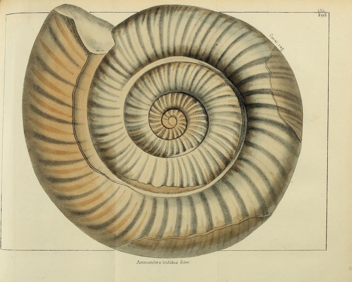 shell_biodiversity_4