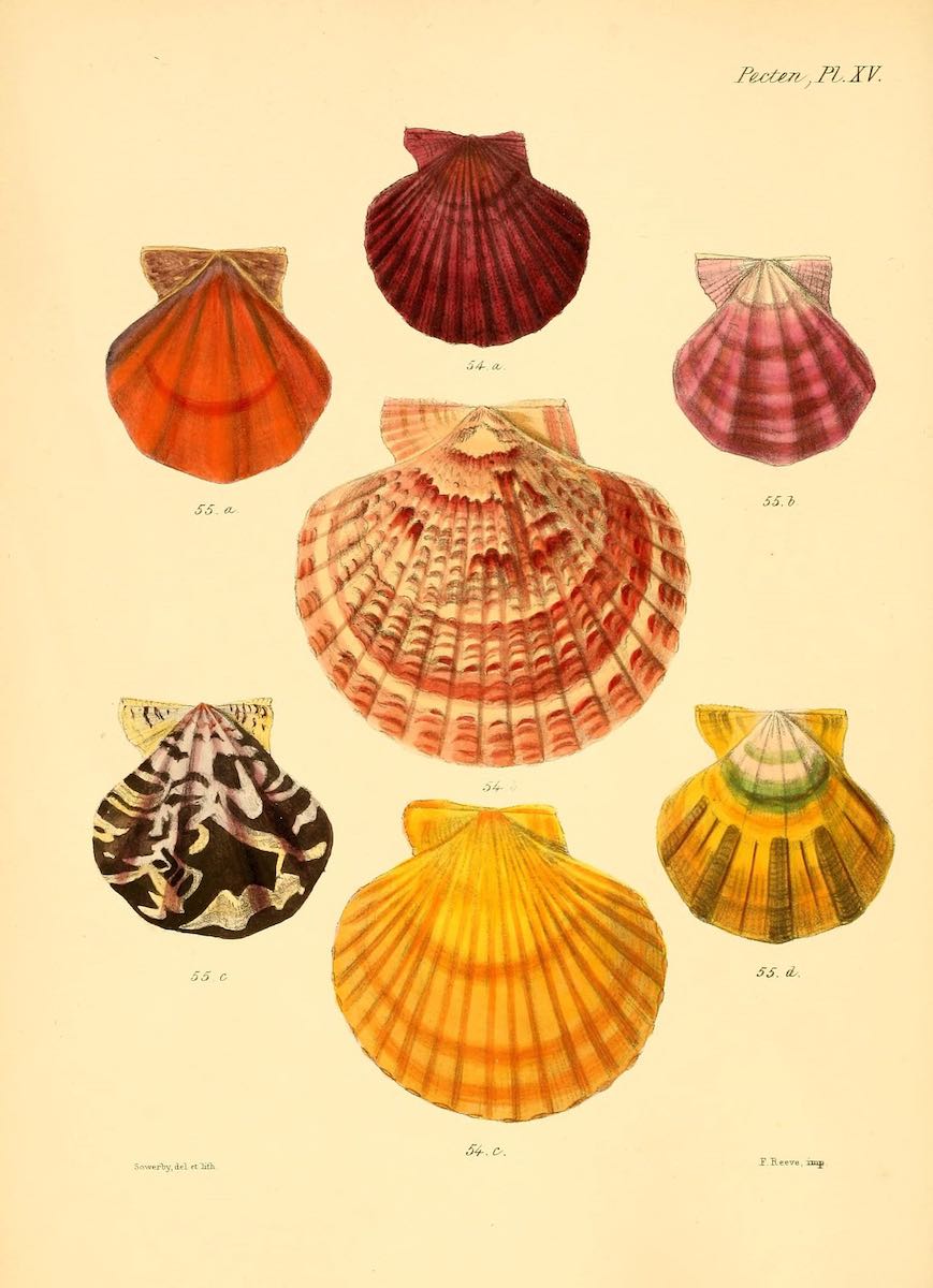 shell_biodiversity_5