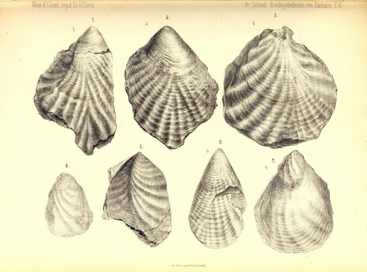 shell_biodiversity_6