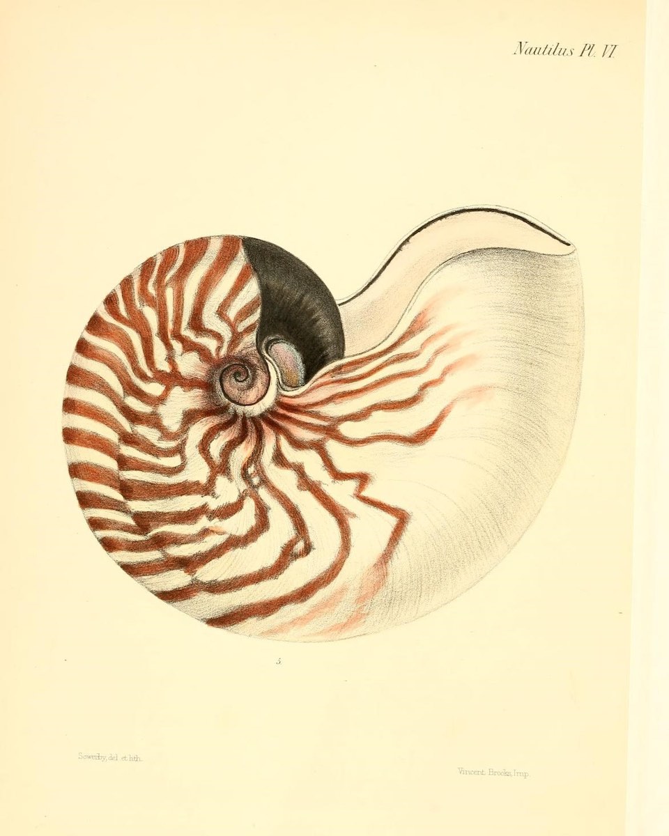 shell_biodiversity_7