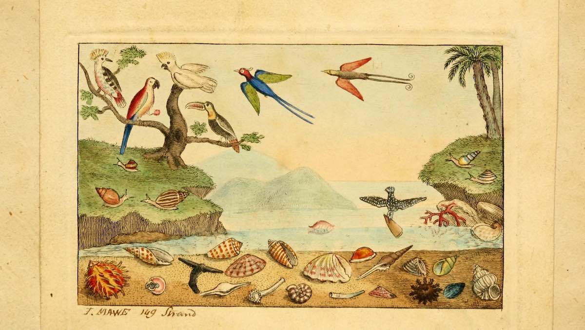 shell_biodiversity_8