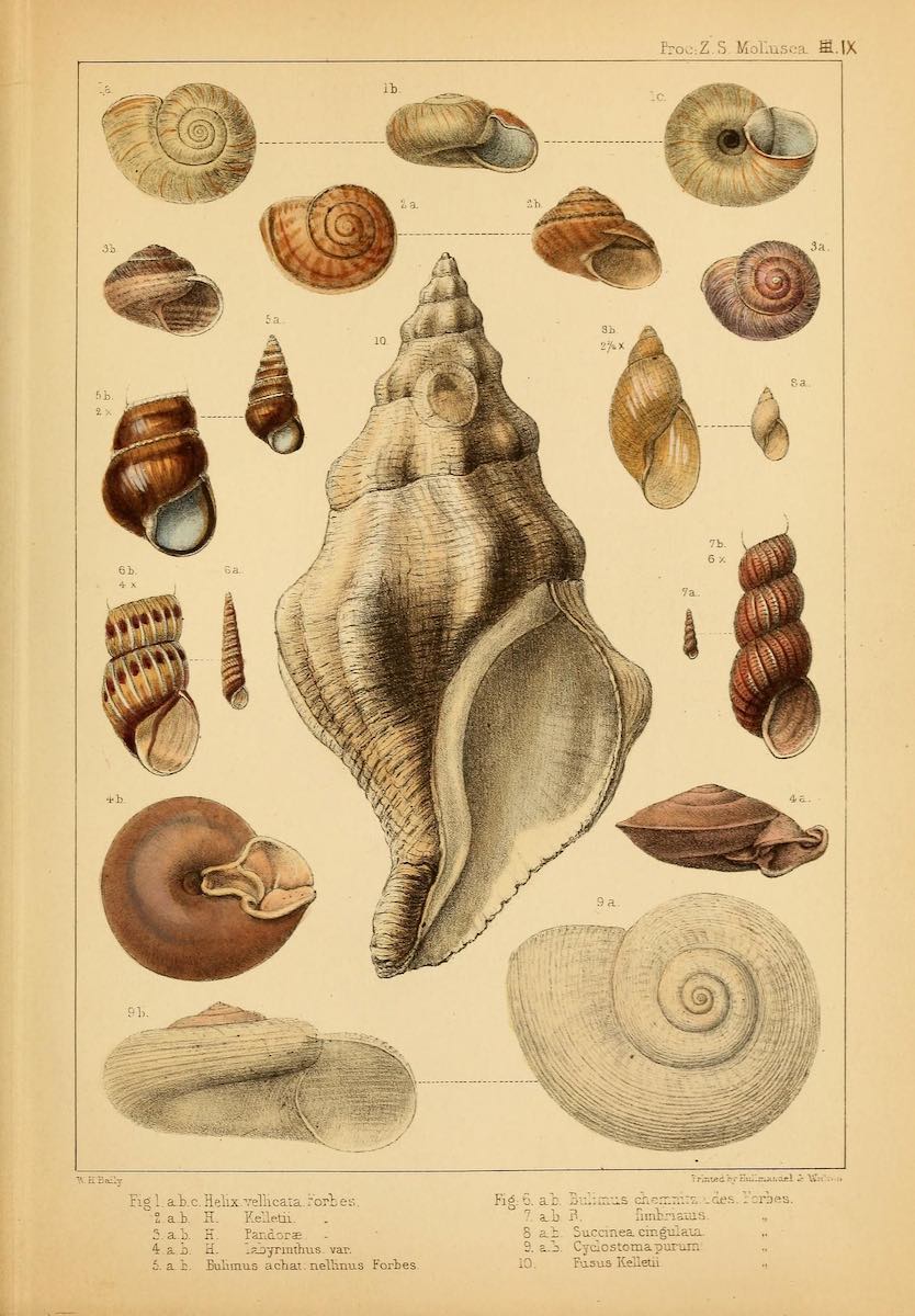 shell_biodiversity_9