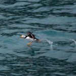 puffin running on water