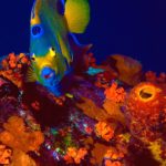 angelfish over coral and sponges in bonaire