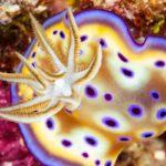 nudibranch photo contest