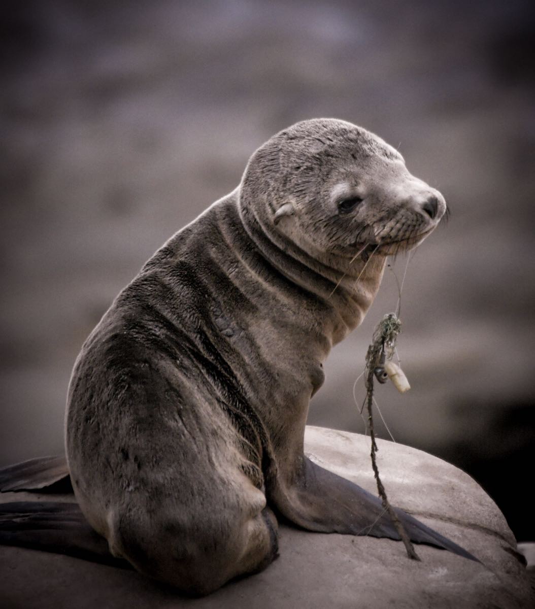 sea lion with fishing line