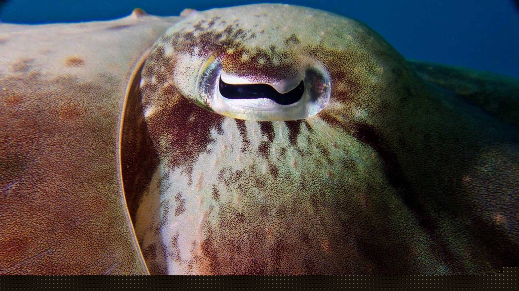 A close up shot of the most unique eye of a cuttlefish.