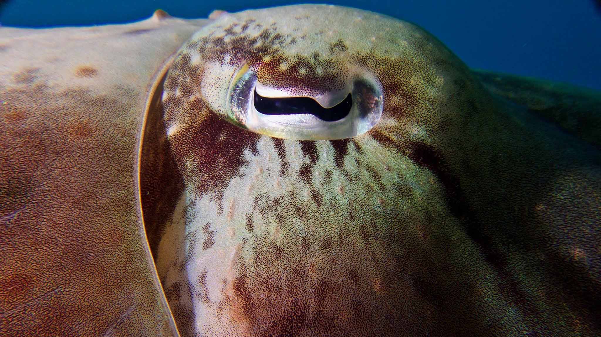A close up shot of the most unique eye of a cuttlefish.