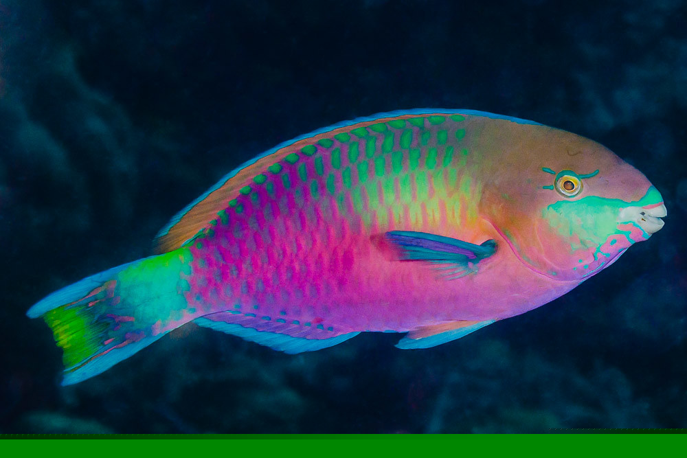colorful parrotfish