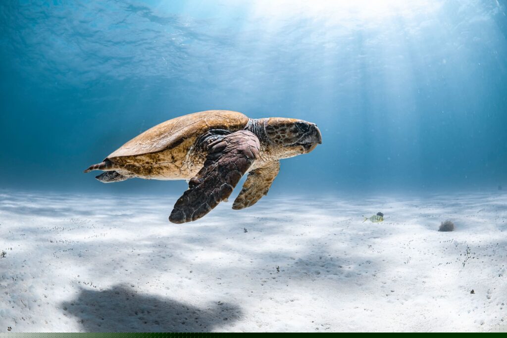 Sea Turtle Ocean quotes