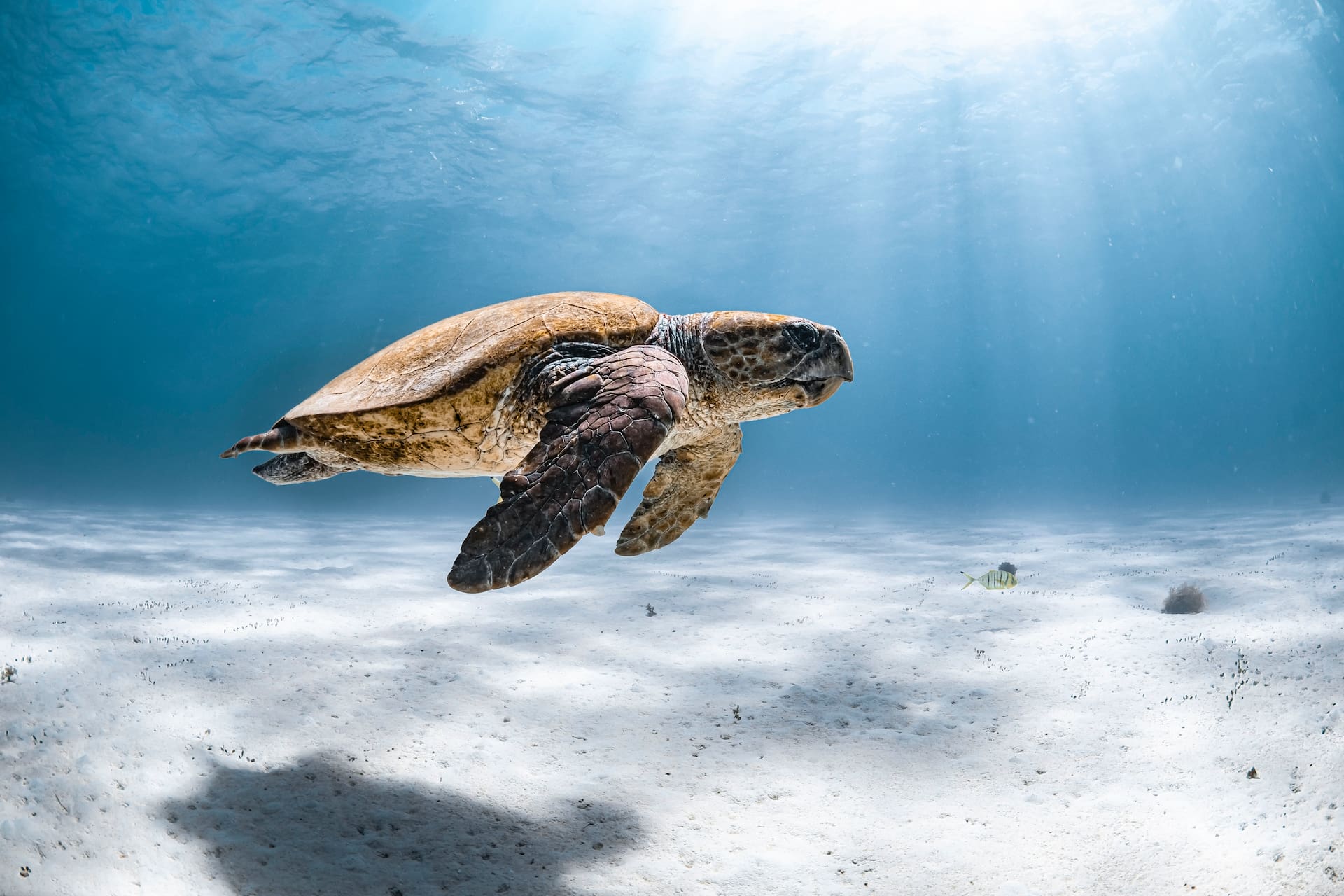 Sea Turtle Ocean quotes