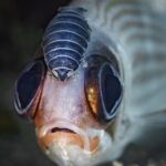 Soldier Fish with Isopod