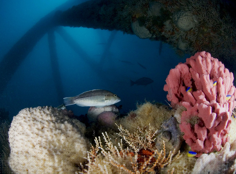 Gray's Reef National Marine Sanctuary protects a dynamic live-bottom reef home to more than 200 species of fish