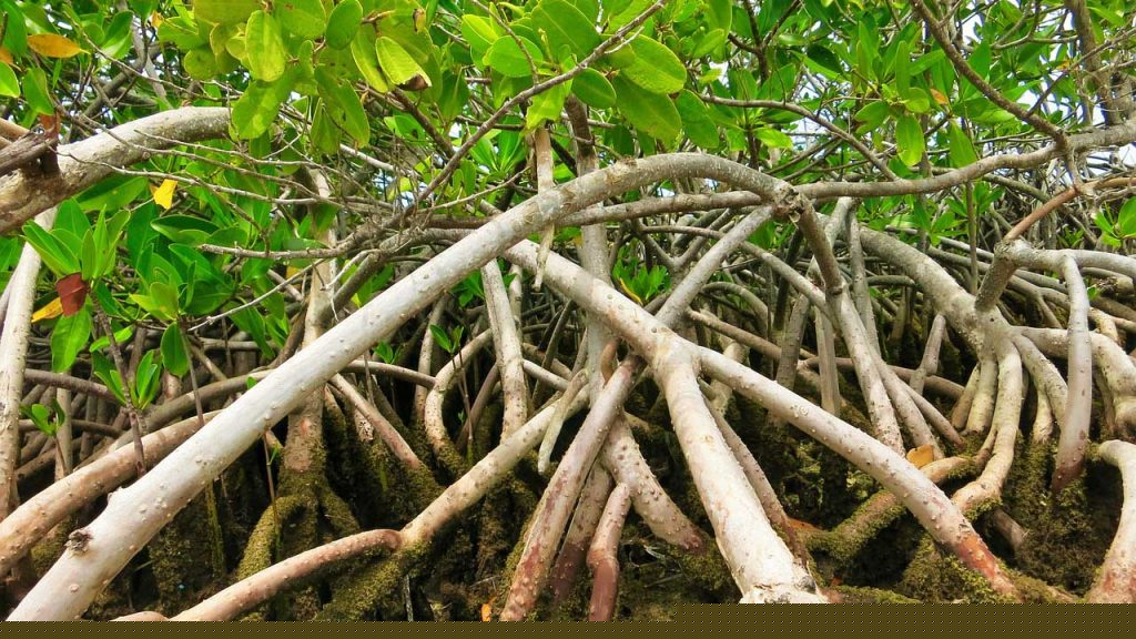 Close up of Floridian mangrove roots