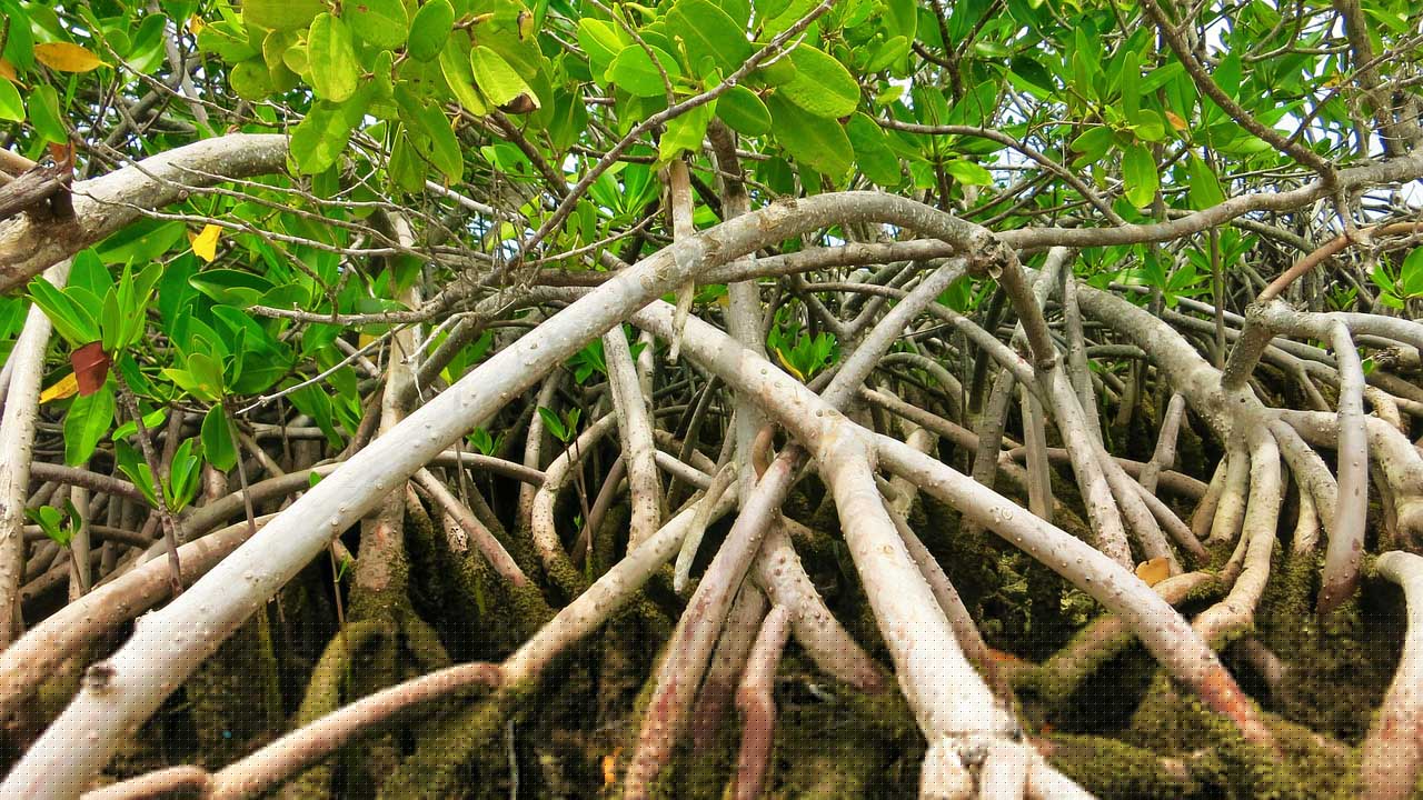 Close up of Floridian mangrove roots
