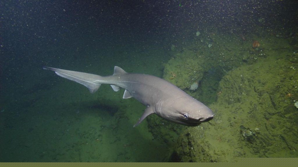 sixgill shark in the deep sea