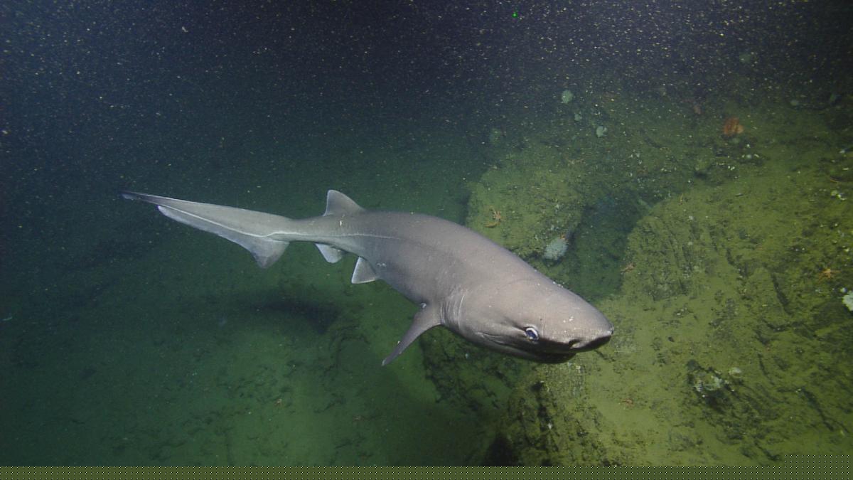 sixgill shark in the deep sea