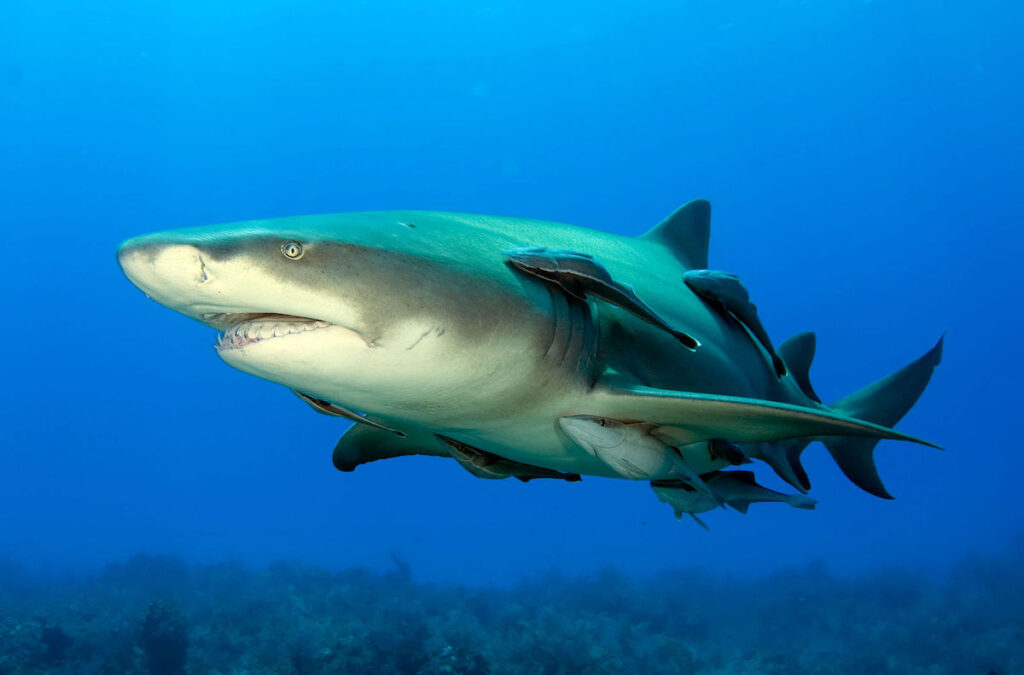 A Lemon shark swims in the ocean as Remoras swim along side it