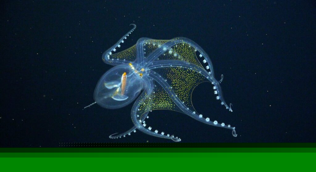 Glass octopus in black water