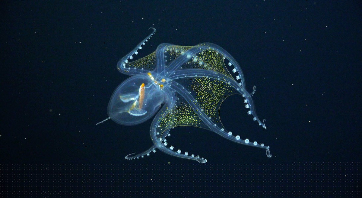 Glass octopus in black water