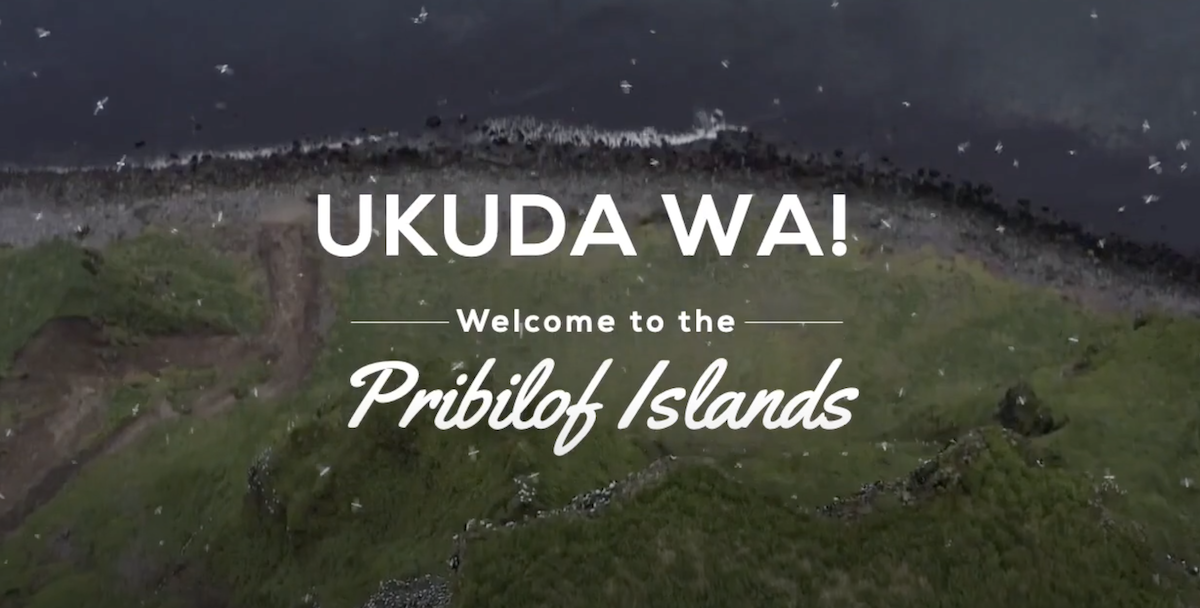 Ariel view of the ocean meeting the land on the Pribilof Islands