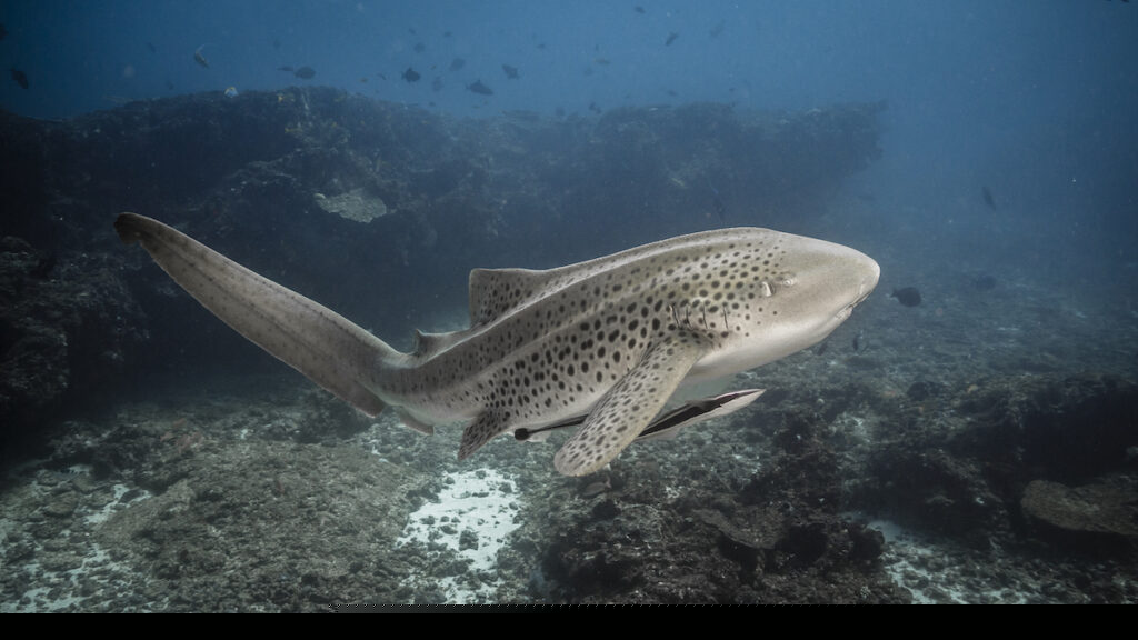 A Zebra Shark in the ocean