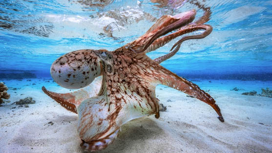 An octopus swims near the sea shore