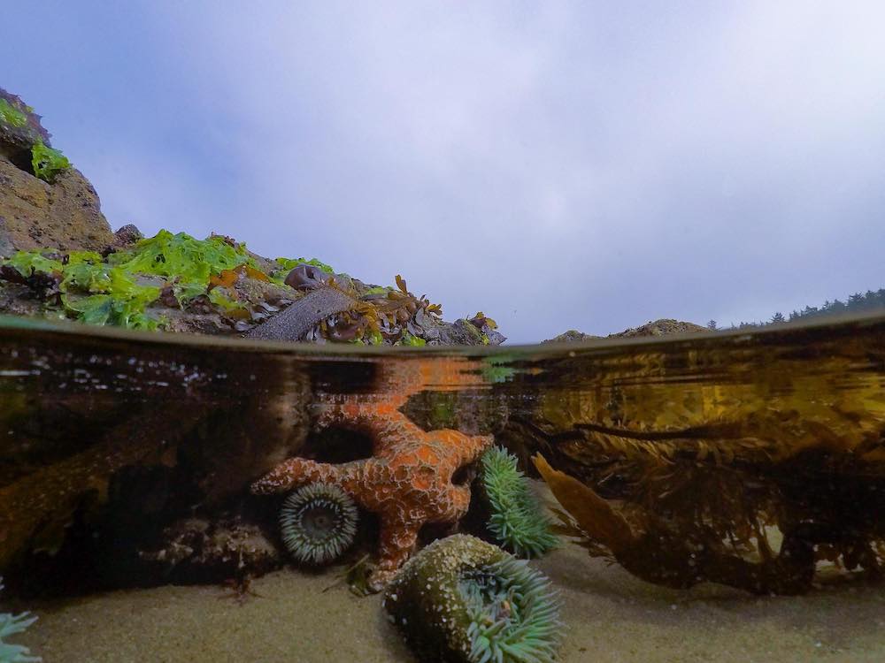 intertidal animals and plants