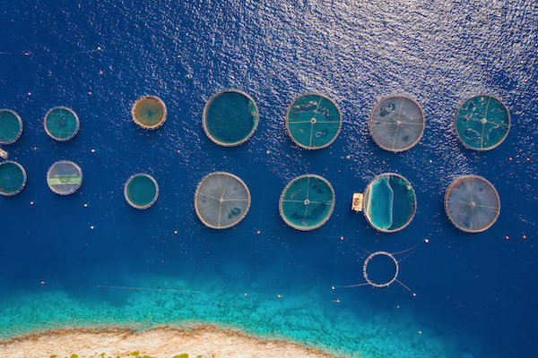 GGGI Experiment rings for Plastic Pollution in the water