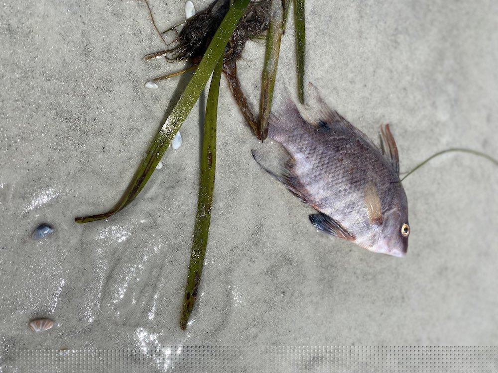 Dead baby hog snapper on the sand