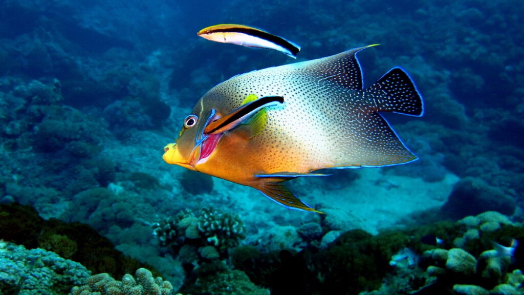A Bluestreak cleaner wrasse is cleaning the gill of a Blue angelfish