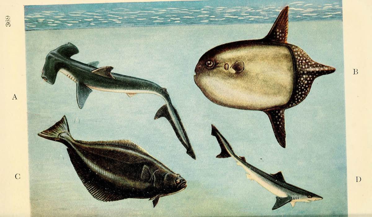 assorted fishes historical illustrations