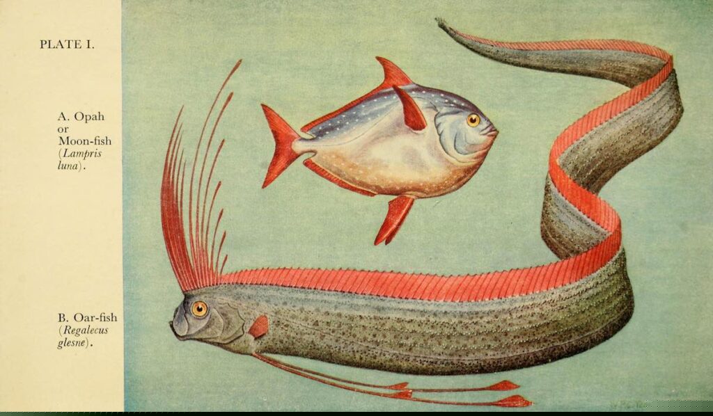 historical illustration oarfish and moonfish