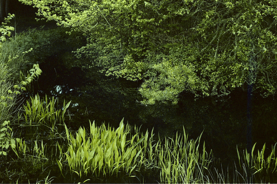 Marsh land waters where many species face landing on the endangered species list
