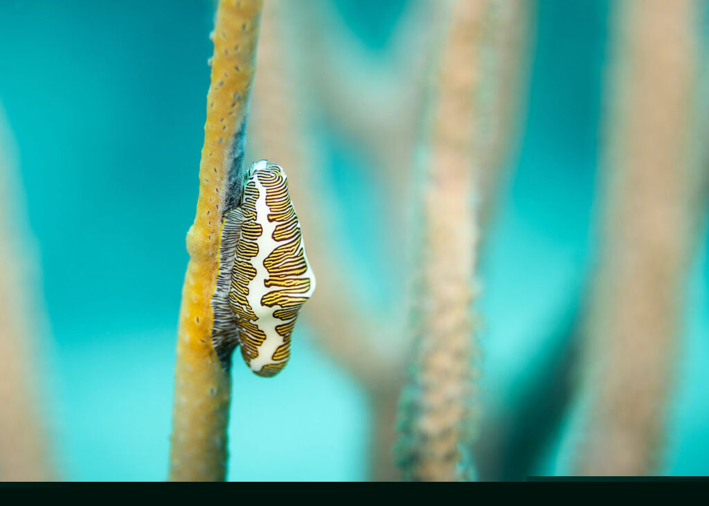 Flamingo Tongue Snail