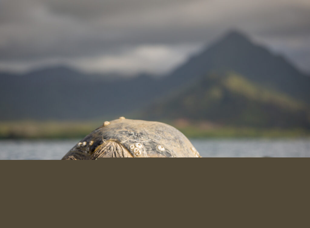 Coastal Restoration: A sea turtle on the ocean coast