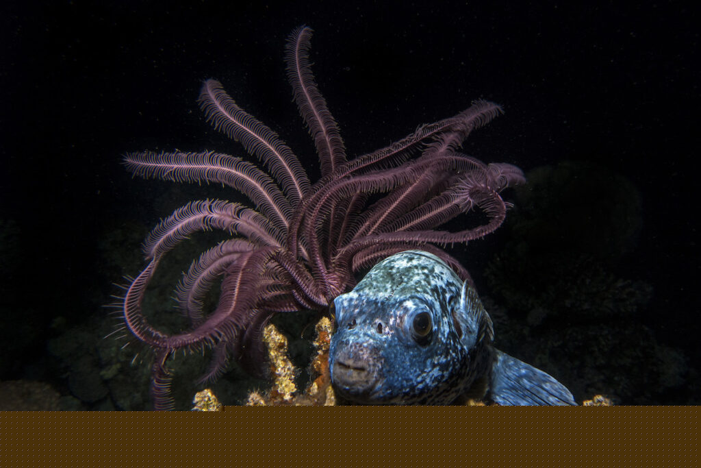 Poisonous Puffer fish in the dark ocean