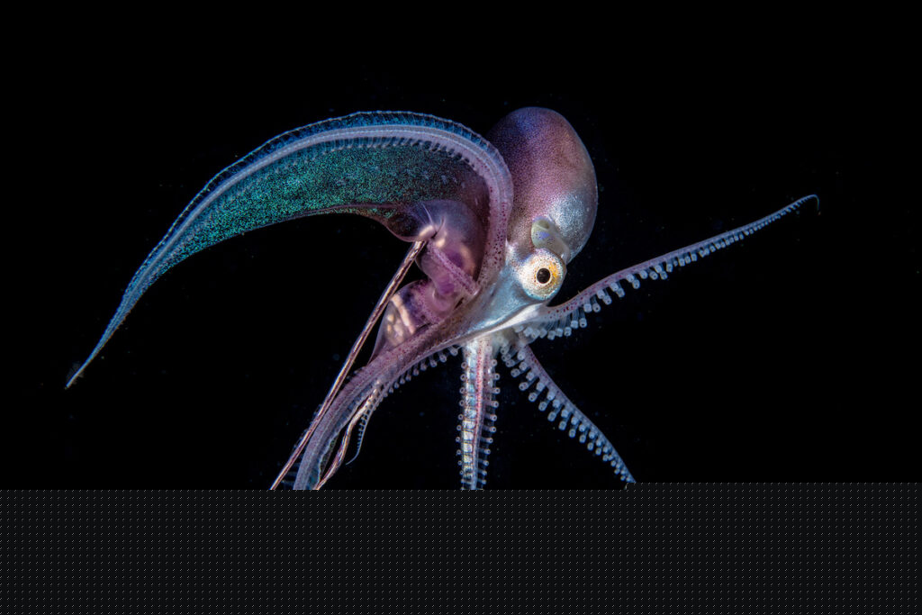 World Octopus Day