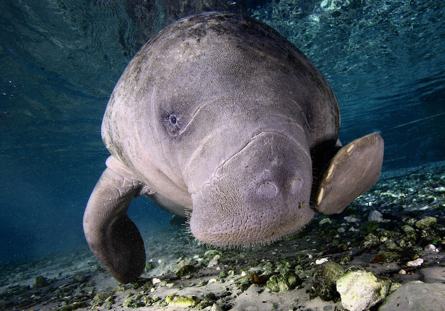 Manatees