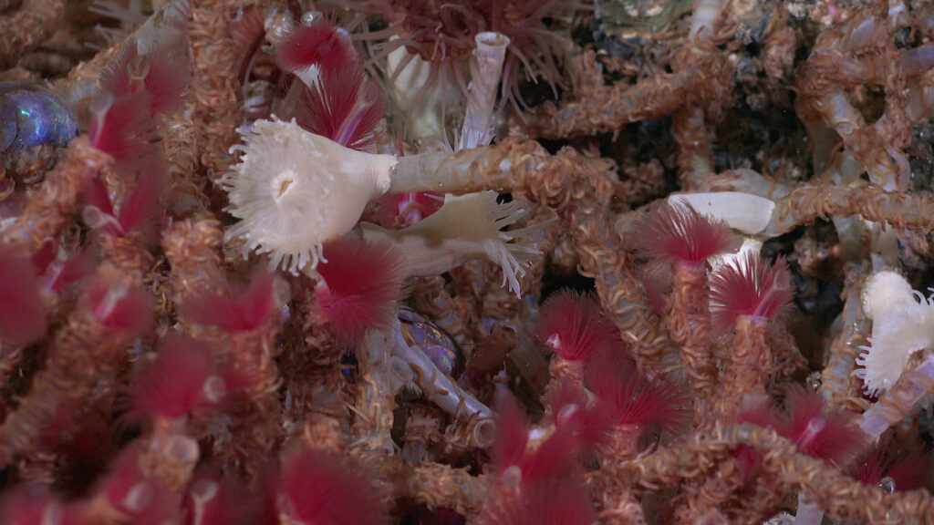 Hydrothermal Vents